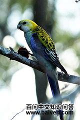 ��ͷõ������