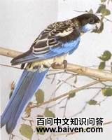 �ı�õ������