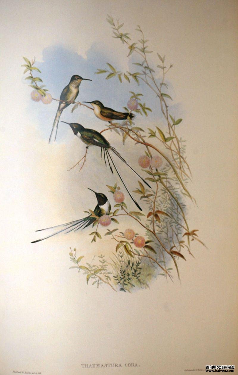 矛尾蜂鸟 矛尾蜂鸟的图片