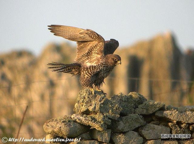 ì�����ǳ���