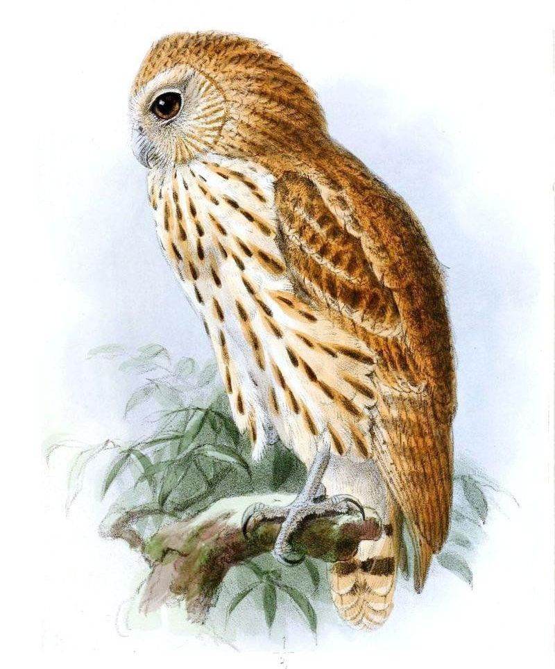 矛斑渔鸮 矛斑渔鸮的图片