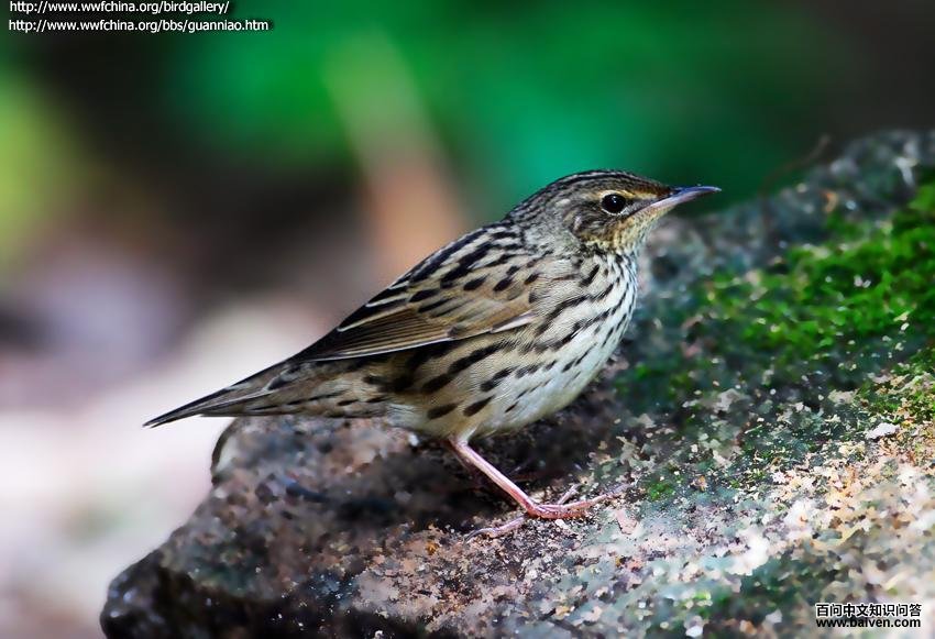 ì�߻�ݺ��ͼƬ