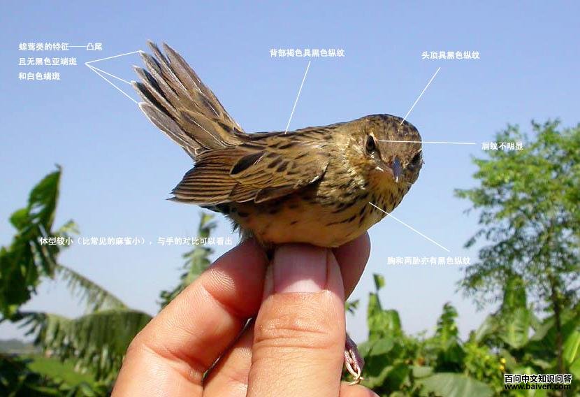 ì�߻�ݺ��ʶͼ