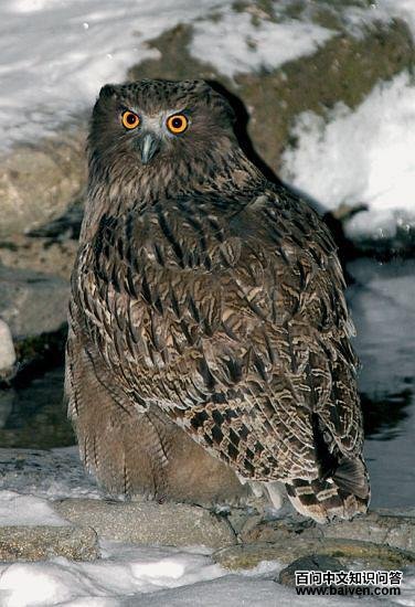 ë�����^��ͼƬ