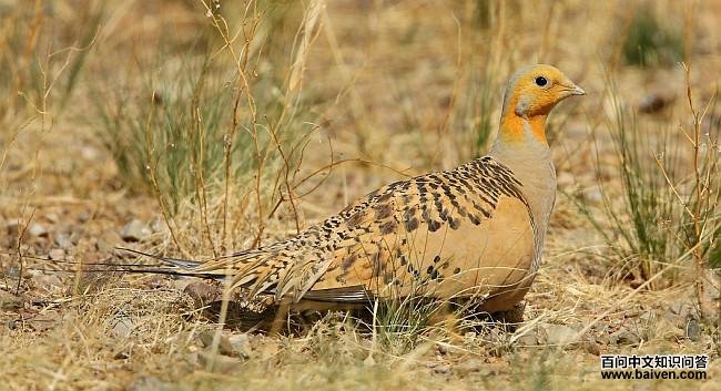 毛腿沙鸡 毛腿沙鸡的图片