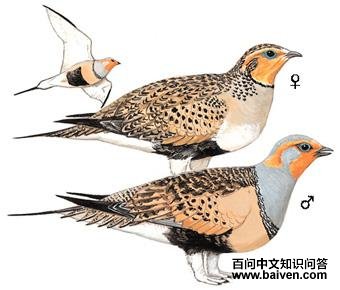 ë��ɳ������̬����ͼ