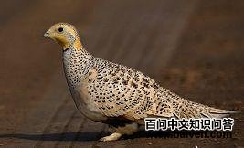 ë��ɳ��������