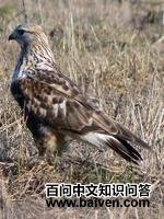 毛腿鵟 毛腿鵟的图片