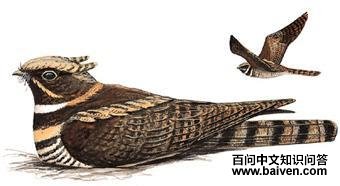 ë�ȶ�ҹӥ��ͼƬ