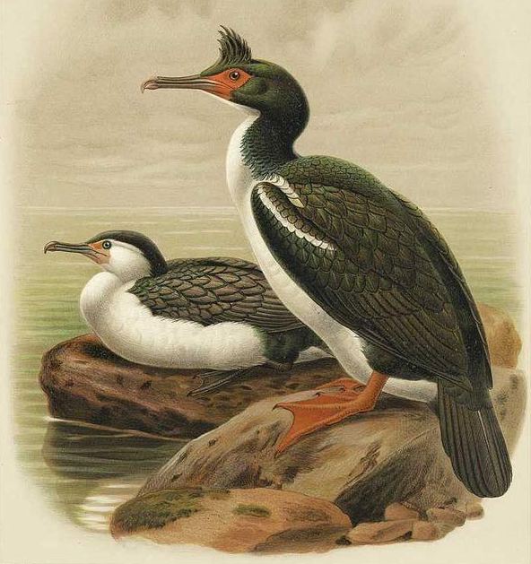 毛脸鸬鹚 毛脸鸬鹚的图片