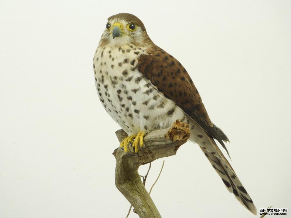 毛里求斯隼 毛里求斯隼的图片