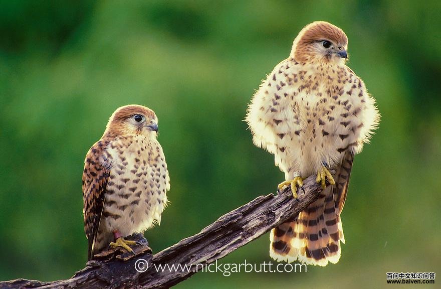 ë����˹��