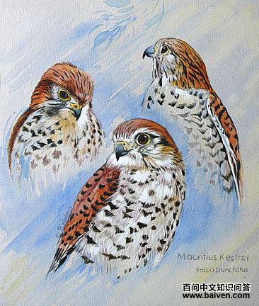 ë����˹��