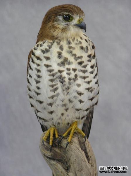 ë����˹��