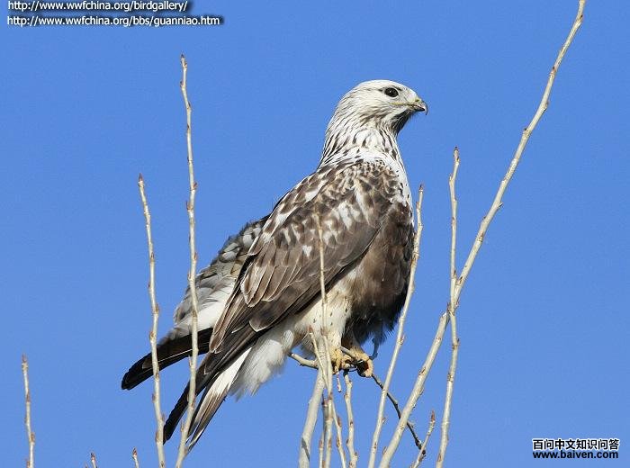 毛脚鵟 毛脚鵟的图片