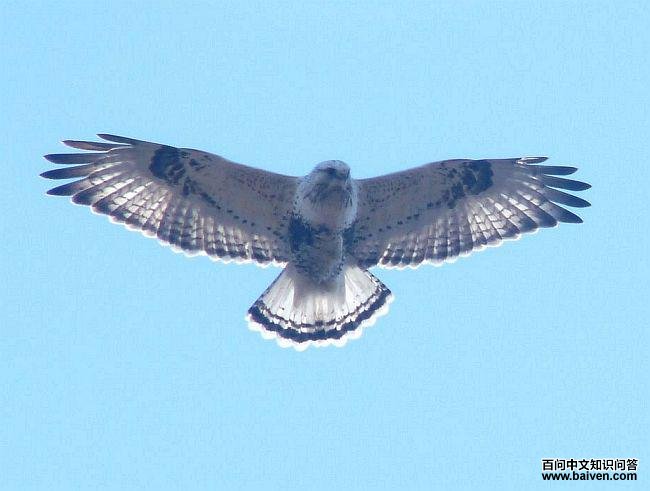 ë���\menzbieri���֣��������ڱ�����