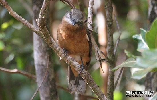 毛里求斯鹃鵙 毛里求斯鹃鵙的图片