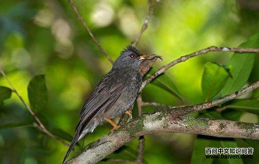 毛里求斯短脚鹎 毛里求斯短脚鹎的图片