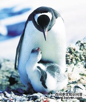 白颊黄眉企鹅 白颊黄眉企鹅的图片