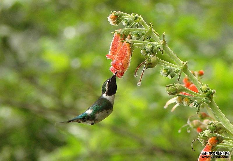 ��˹�ַ����ͼƬ