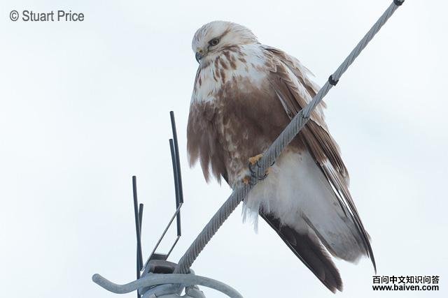 ë���\menzbieri���֣����������ձ���