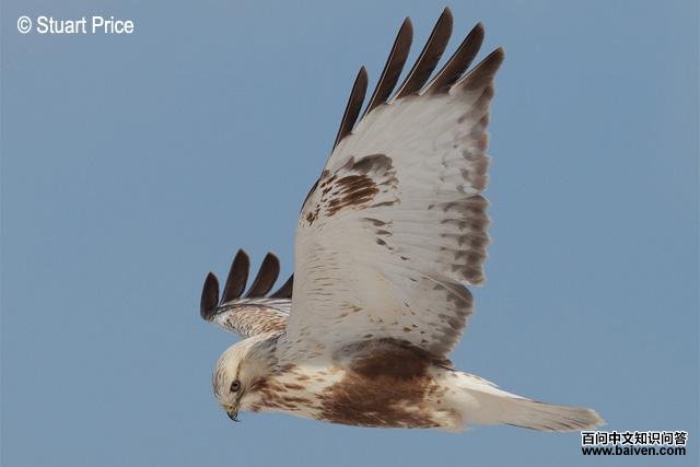 ë���\menzbieri���֣����������ձ���