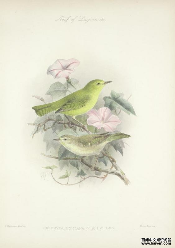 毛岛管舌雀 毛岛管舌雀的图片