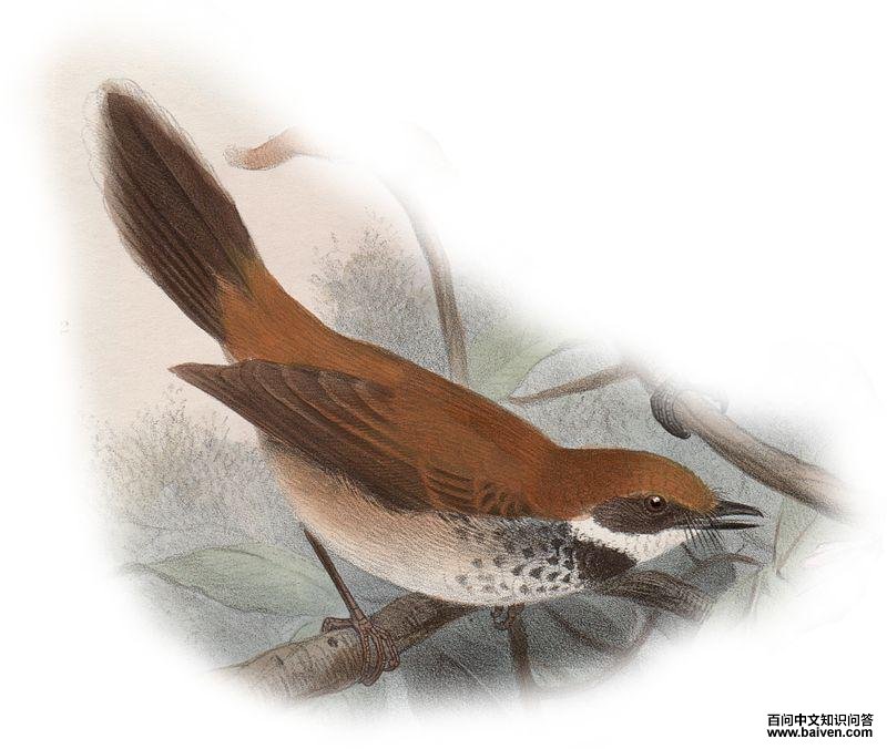 曼岛扇尾鹟 曼岛扇尾鹟的图片