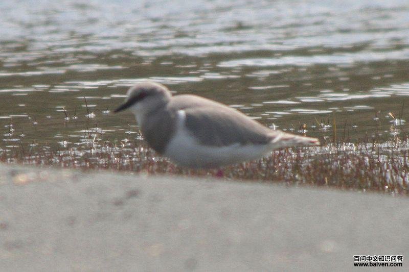 麦哲伦鸻 麦哲伦鸻的图片