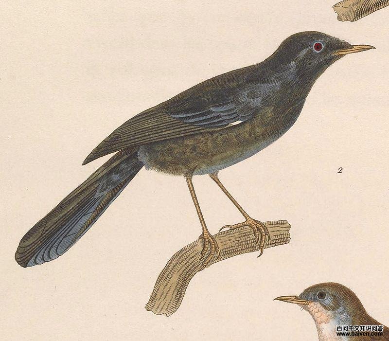 马氏林莺 马氏林莺的图片