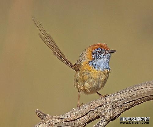 ������β��ݺ��ͼƬ