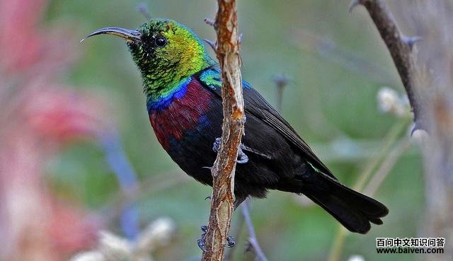 马里基花蜜鸟 马里基花蜜鸟的图片