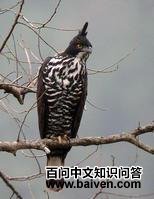 ����ӥ��