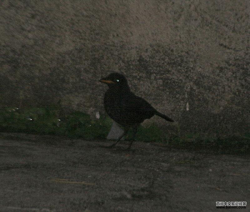 马来啸鸫 马来啸鸫的图片