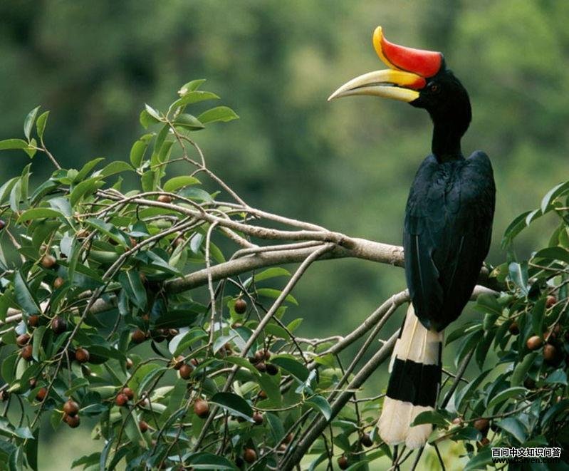 ����Ϭ��