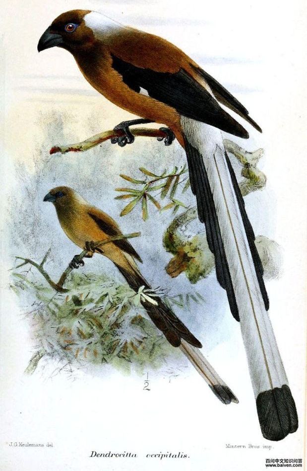 马来树鹊 马来树鹊的图片