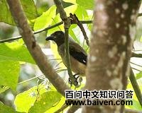 ������ȵ