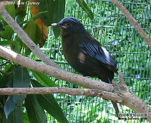 马来宽嘴鸫 马来宽嘴鸫的图片