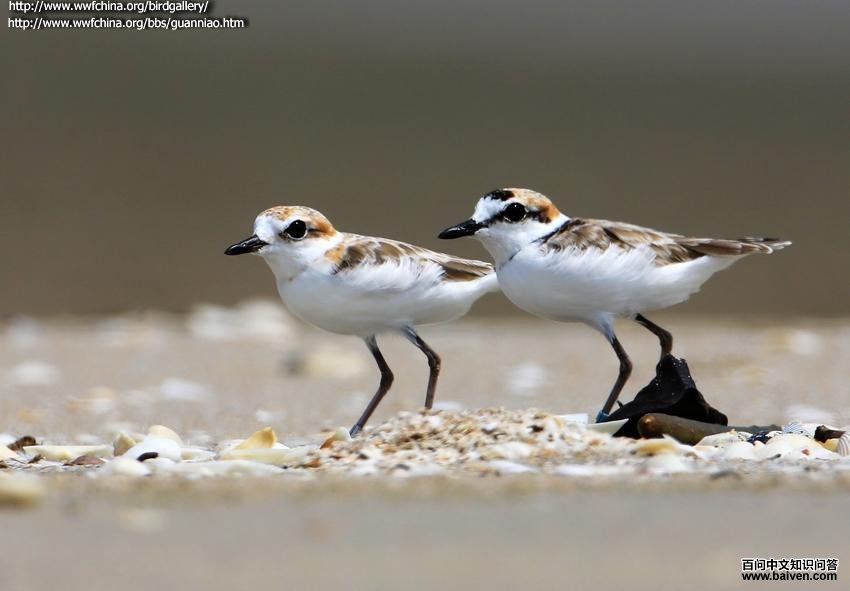 �����a��ͼƬ