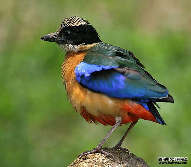 ������ɫ��ͼƬ