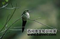 ������βȸ��ͼƬ