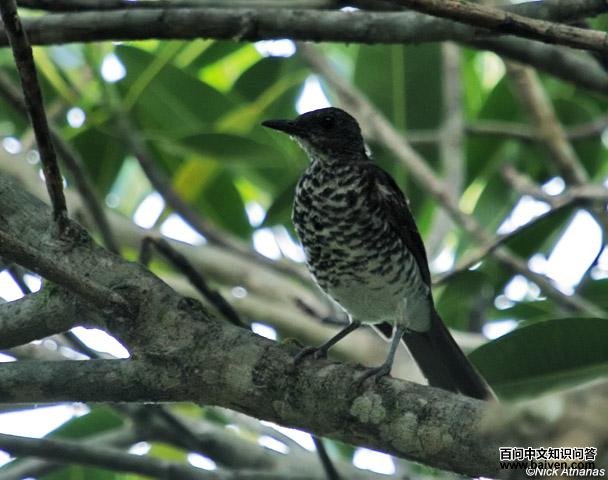 马拉鸫 马拉鸫的图片
