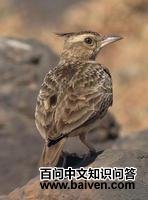 �����ͷ�ͷ����