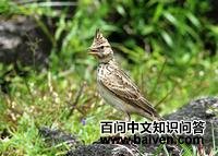 �����ͷ�ͷ����