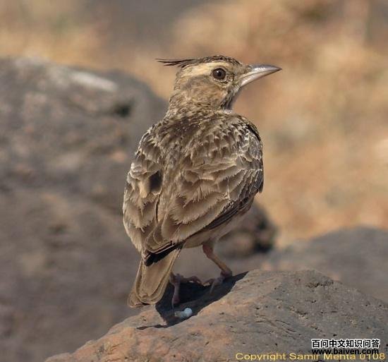 �����ͷ�ͷ����