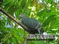 ������˹����ͼƬ