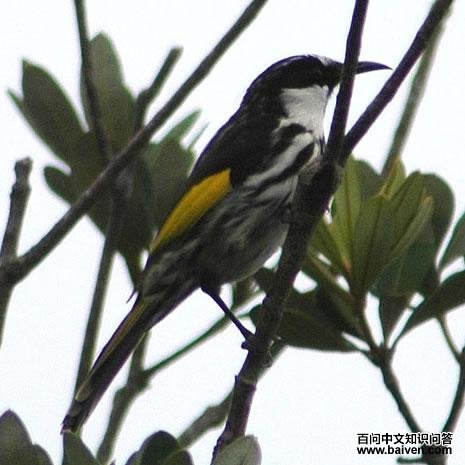 白颊澳蜜鸟 白颊澳蜜鸟的图片