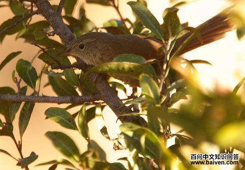 马基卡纳灶鸟 马基卡纳灶鸟的图片