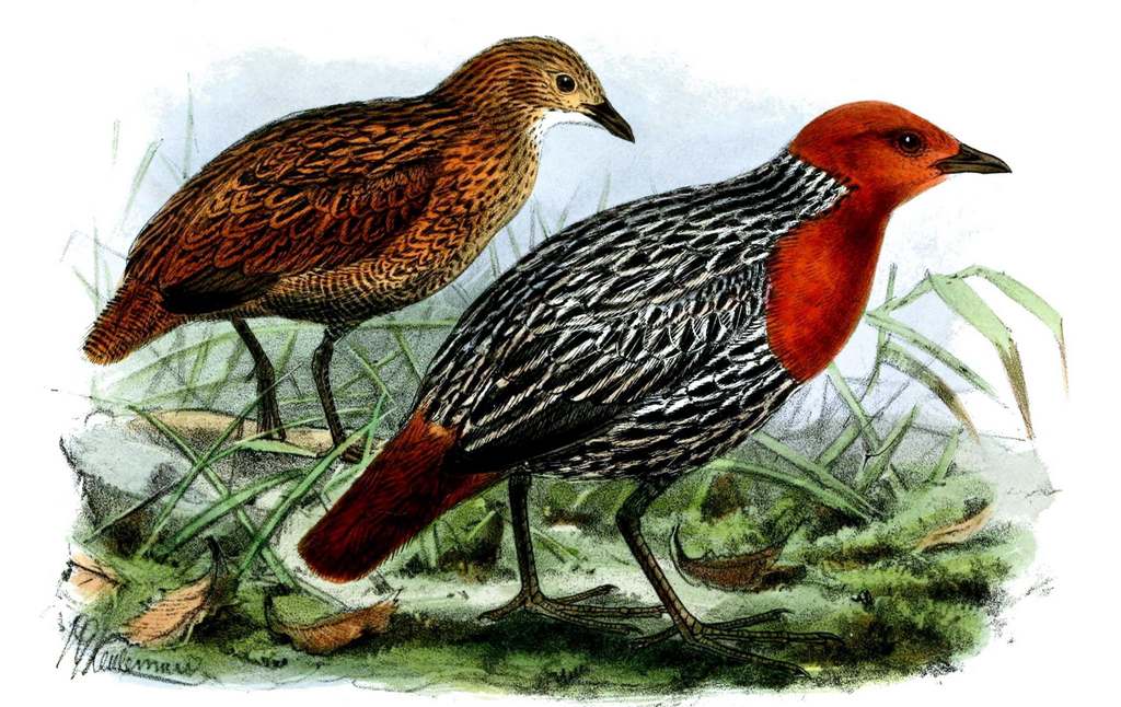 ����٪������ͼƬ