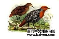 ����٪����